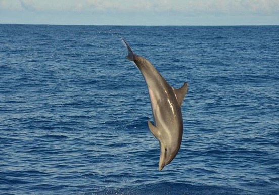spot dolphins in La Palma