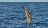 spot dolphins in La Palma