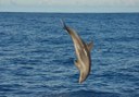 spot dolphins in La Palma