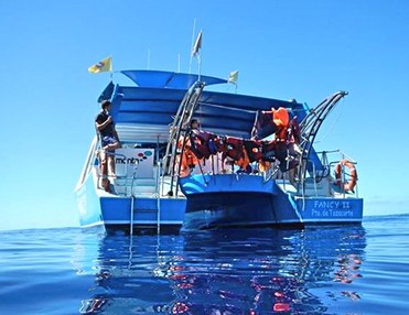 Dolphin and whale safari Fancy II