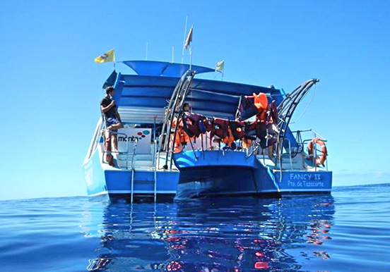 dolphin and whale safari via Fancy II boat
