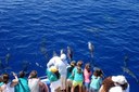 spot whales and dolphins in La Palma