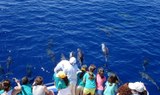 spot whales and dolphins in La Palma