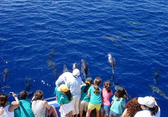 spot whales and dolphins in La Palma