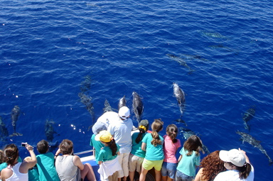 spot whales and dolphins in La Palma