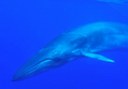 whale in La Palma