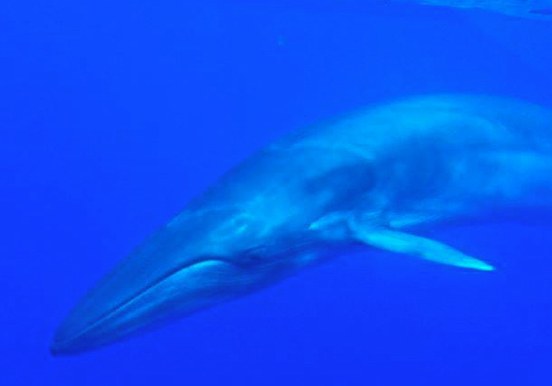 whale in La Palma