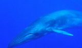 whale in La Palma