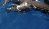 whale safari in La Palma