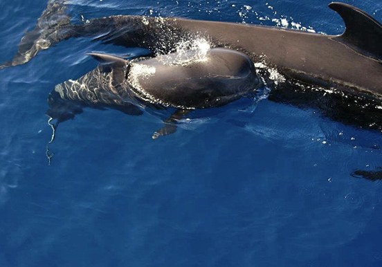 whale safari in La Palma
