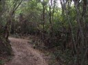 buggy tour through La Palma trees
