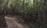 buggy tour through La Palma trees