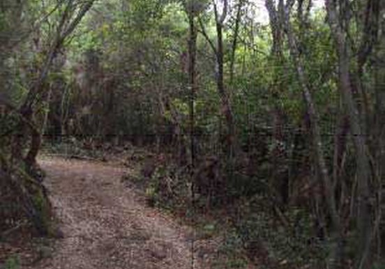 buggy tour through La Palma trees