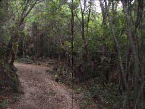 buggy tour through La Palma trees