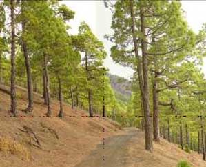 La Palma trees