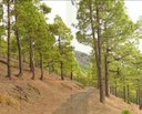 La Palma trees