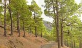 La Palma trees
