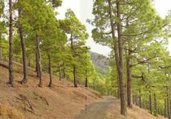 La Palma trees