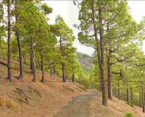 La Palma trees