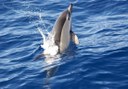 dolphin in La Palma