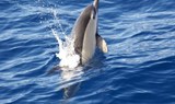 dolphin in La Palma