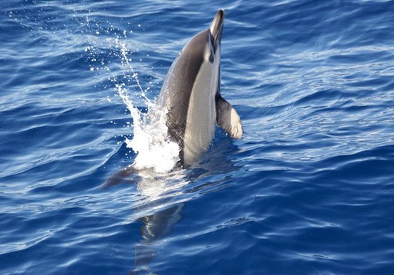 dolphin in La Palma
