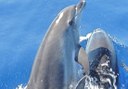 dolphins in La Palma