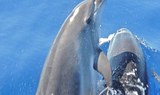 dolphins in La Palma
