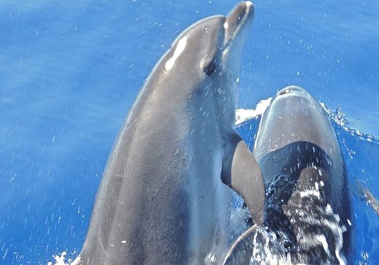 dolphins in La Palma