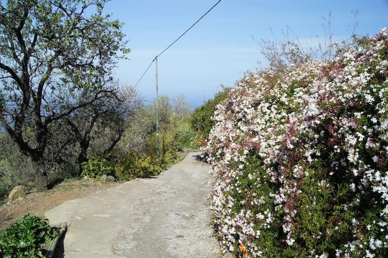 Almond blossoms at Las Tricias-min.jpg