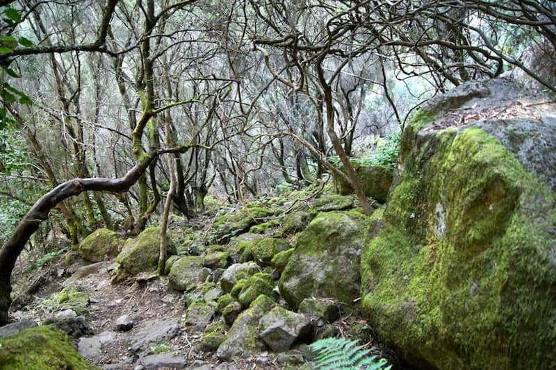 Cascada de Los Tilos walk La Palma-min.jpg
