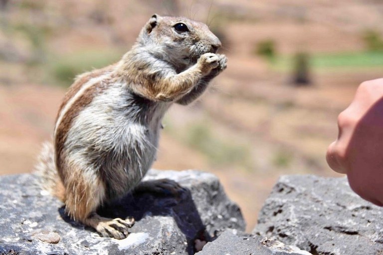 Adoreable chipmunk Morro Velosa viewpoint.jpg