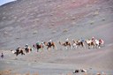 Camel ride near Timanfaya.jpg