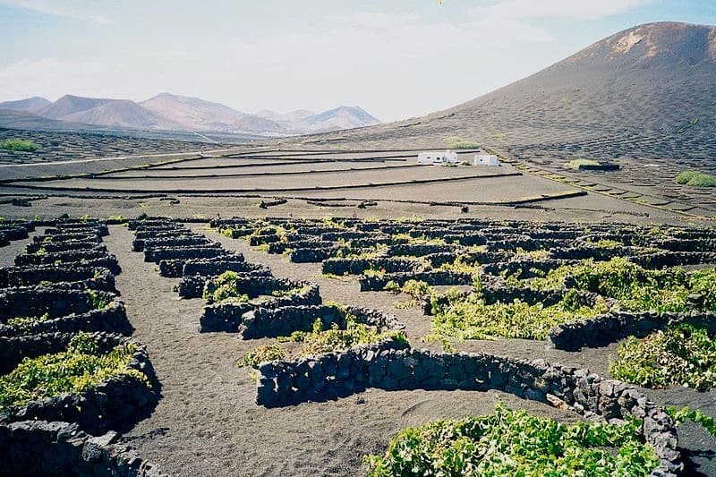 Vine planation in La Geria Lanzarote.jpg