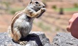 Adoreable chipmunk Morro Velosa viewpoint.jpg