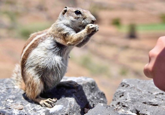 Adoreable chipmunk Morro Velosa viewpoint.jpg