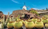 Jardin de Cactus Lanzarote.jpg