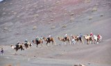 Camel ride near Timanfaya.jpg