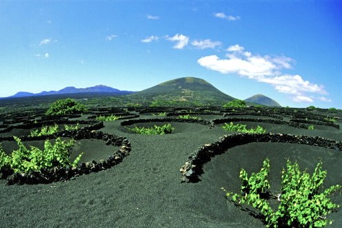 wine plantation in La Geria