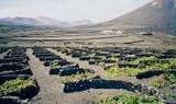 Vine planation in La Geria Lanzarote.jpg