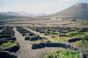 Vine planation in La Geria Lanzarote.jpg