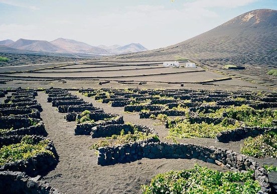 Vine planation in La Geria Lanzarote.jpg