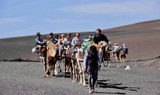 Camel ride Lanzarote.jpg