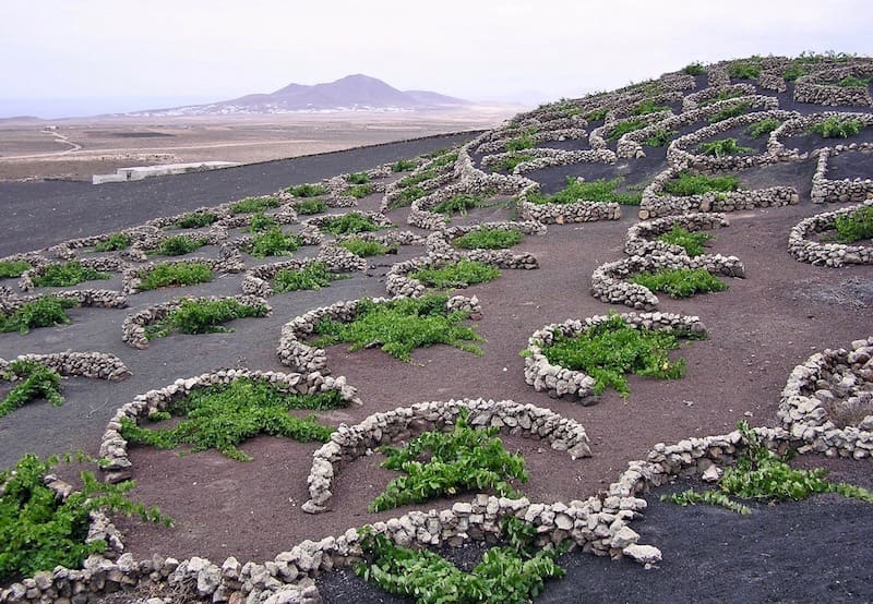 La Geria the wine region of Lanzarote.jpg