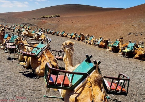 Ride camels at foot hill of Fire Mountain near Timanfaya.jpg