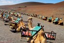 Ride camels at foot hill of Fire Mountain near Timanfaya.jpg