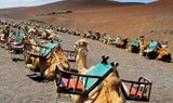 Ride camels at foot hill of Fire Mountain near Timanfaya.jpg