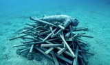 Diving in Lanzarote sculture museum.jpg