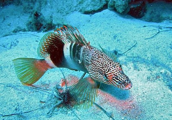 discover marine life through scuba diving