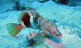 discover marine life through scuba diving